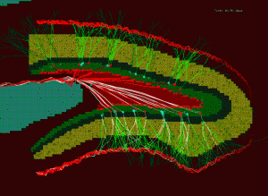 Neurogenesis snapshot